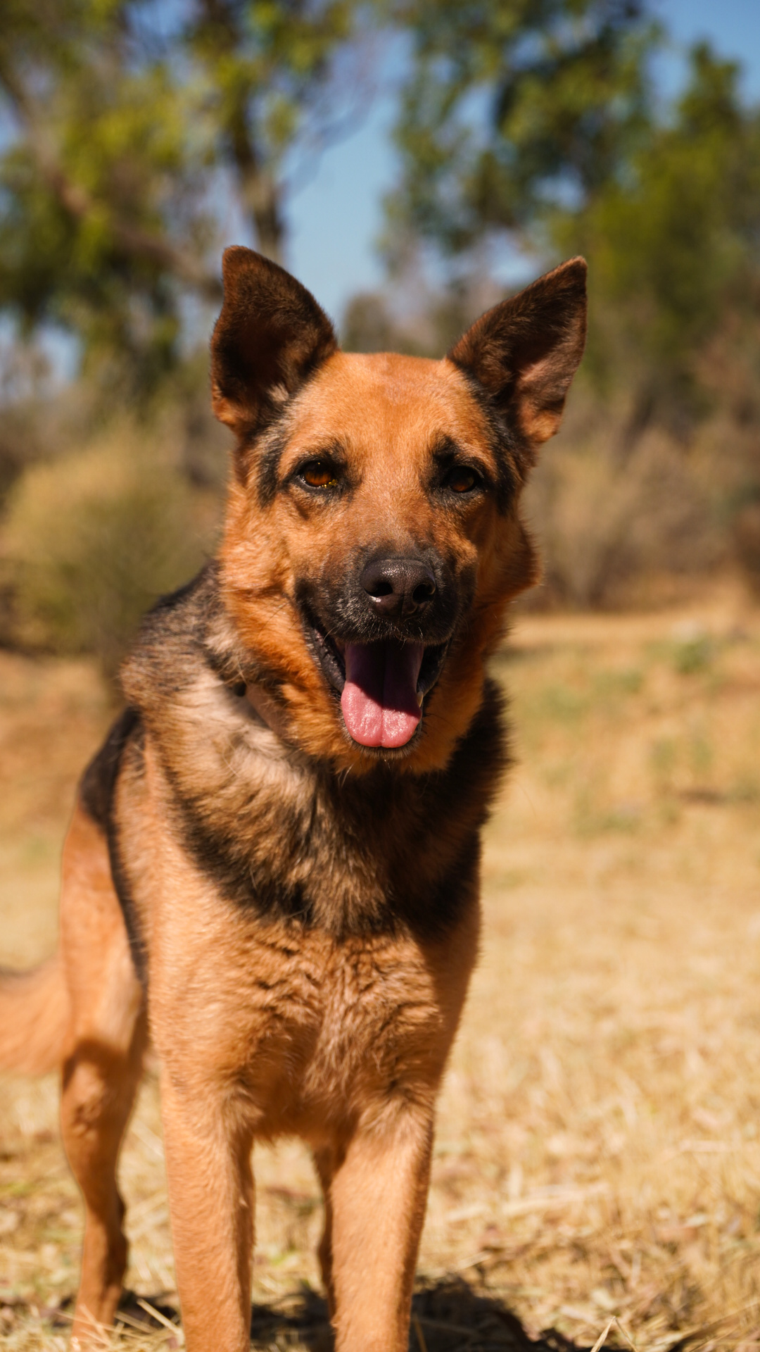Manolo dog photo 4