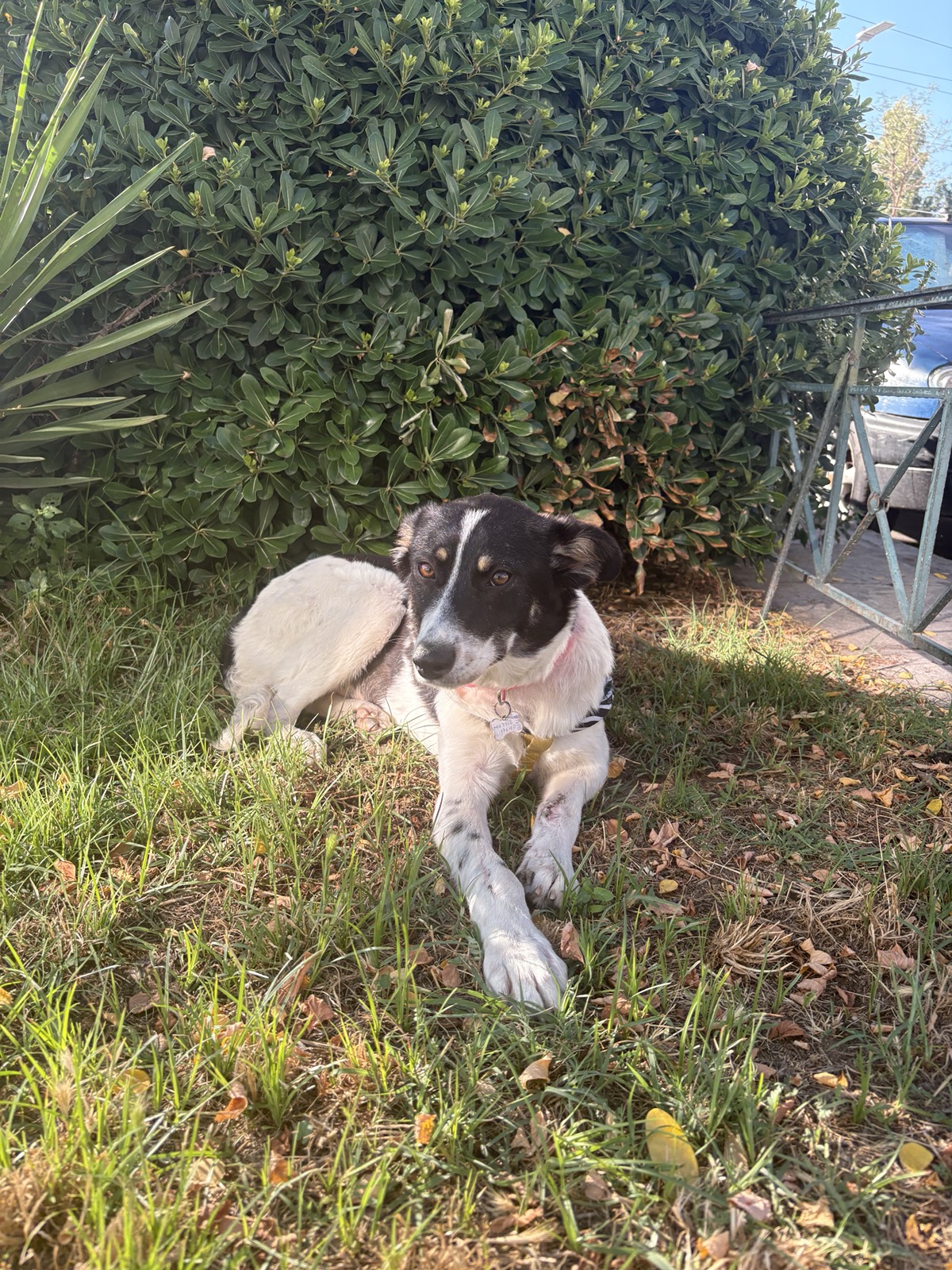 Valia dog photo 7