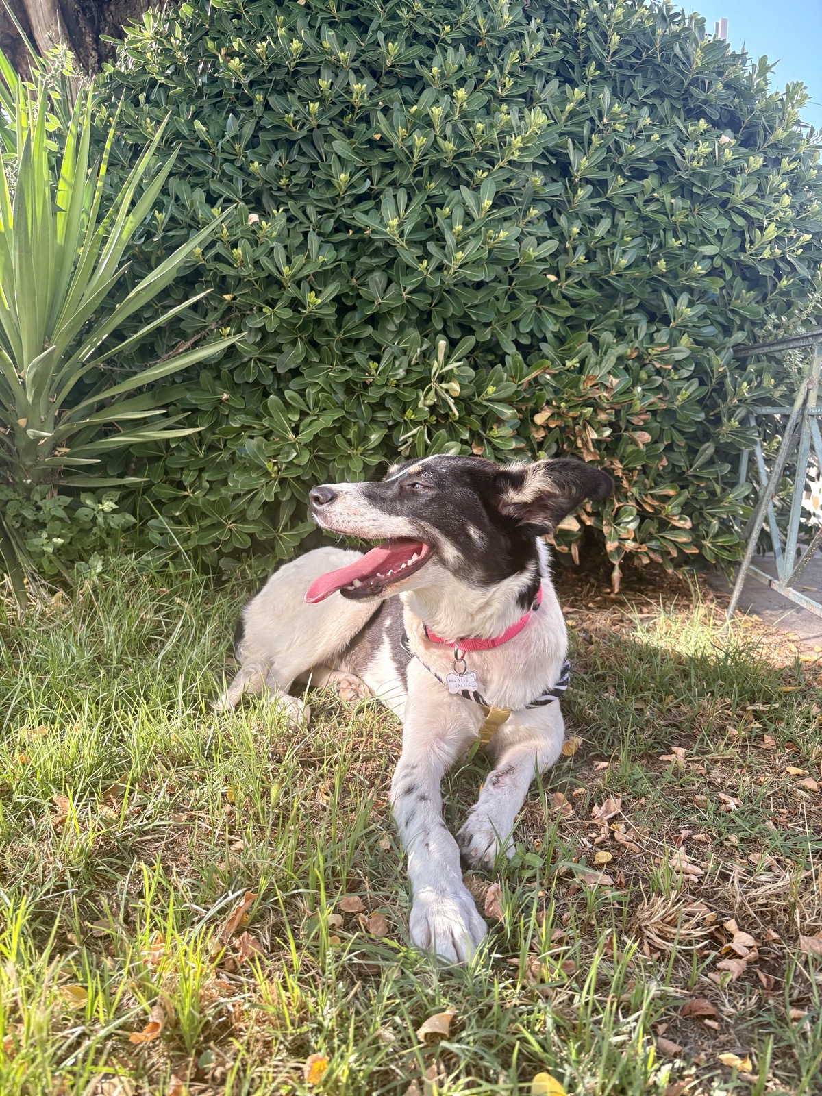 Valia dog photo 5