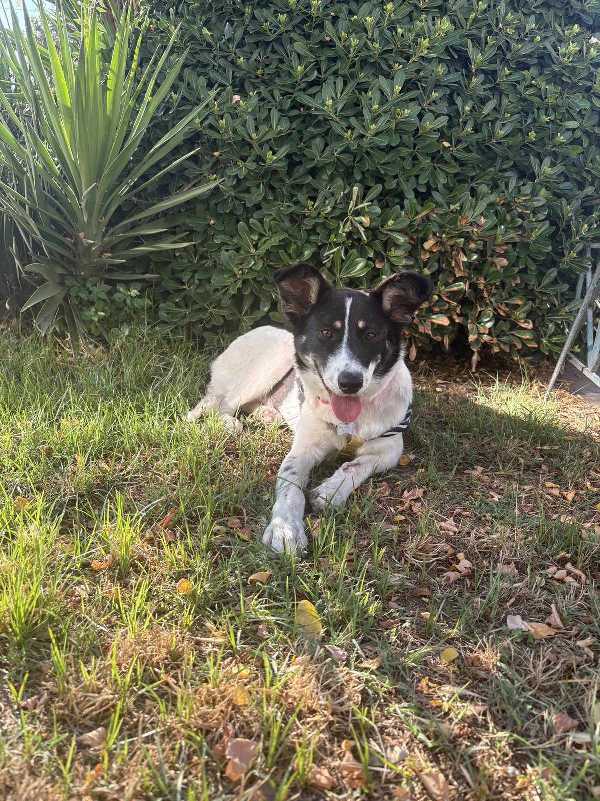 Valia dog photo 6
