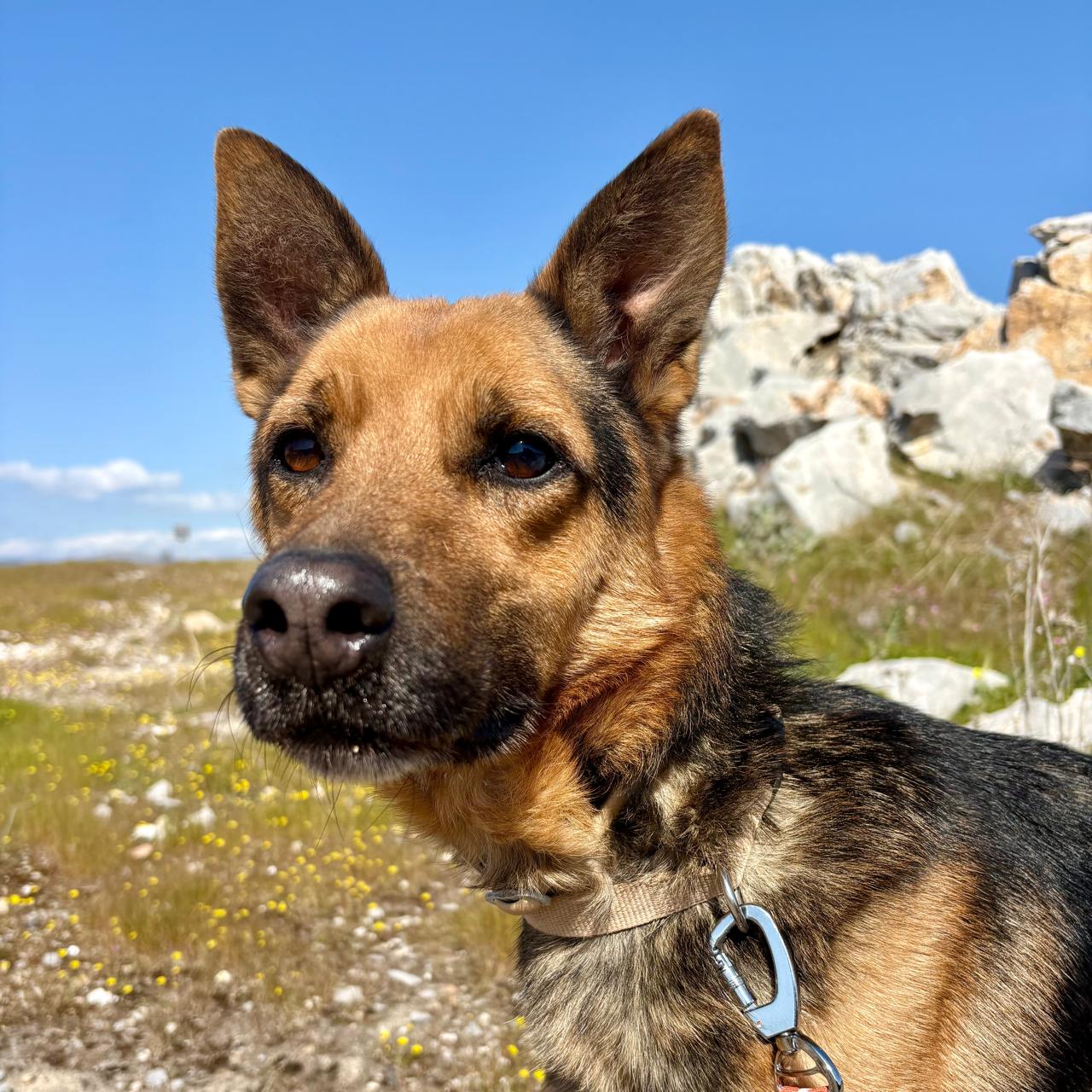 Manolo dog photo 6
