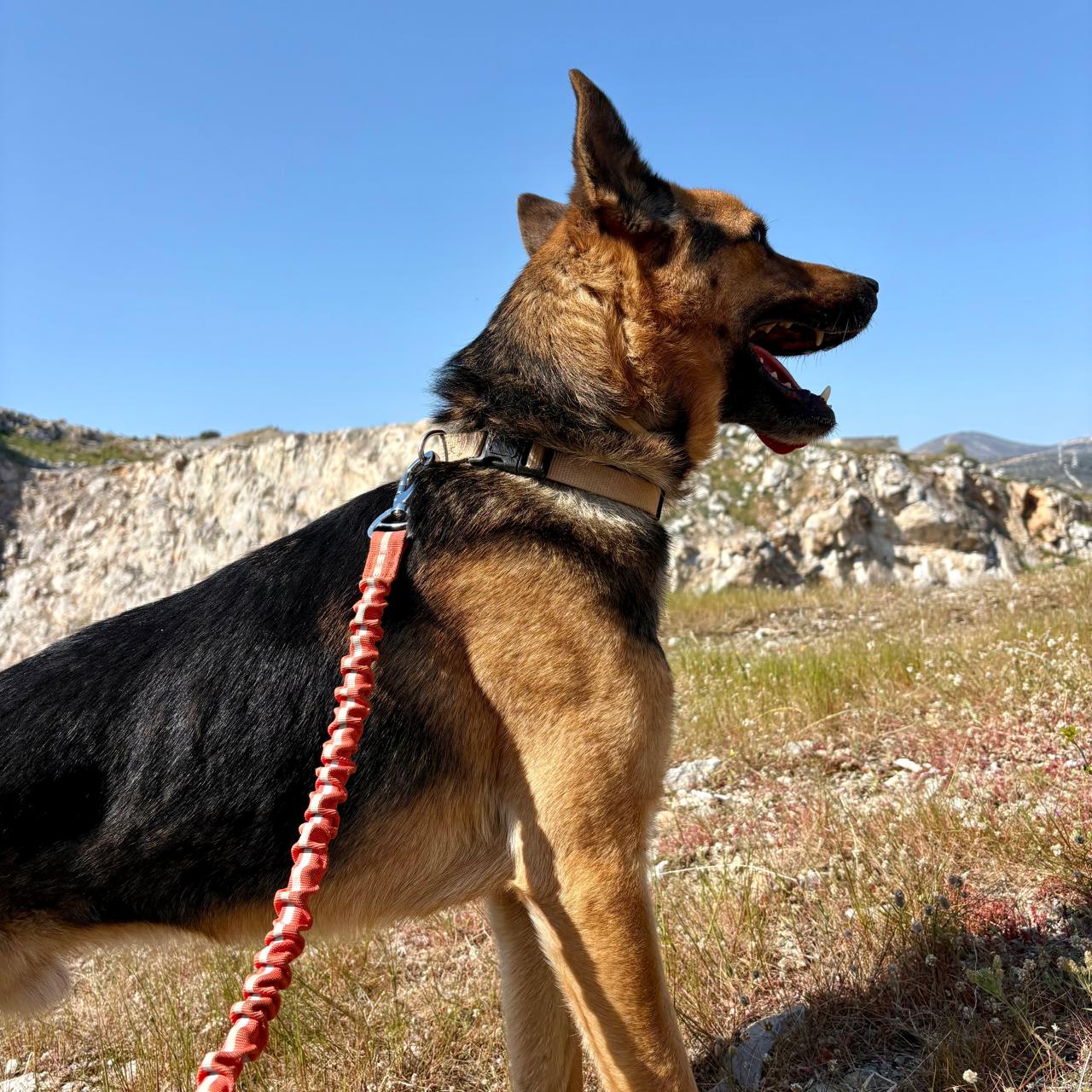 Manolo dog photo 7