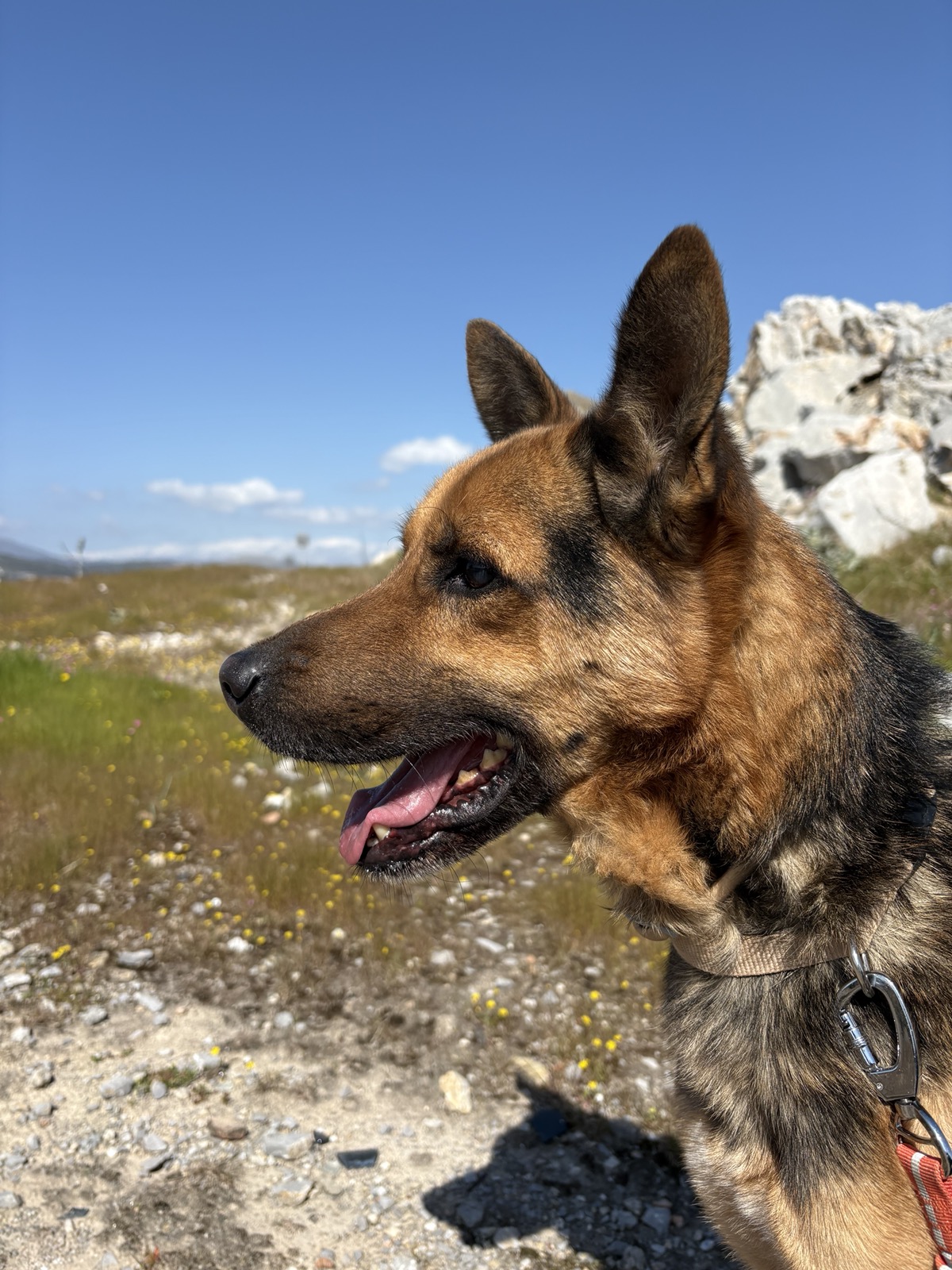 Manolo dog photo 8
