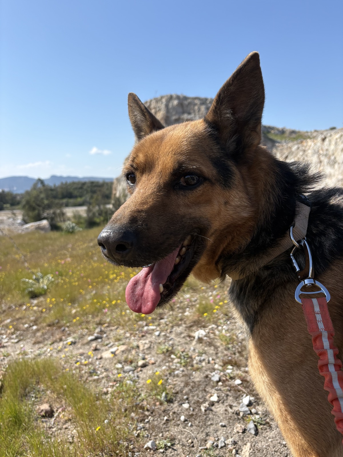 Manolo dog photo 9
