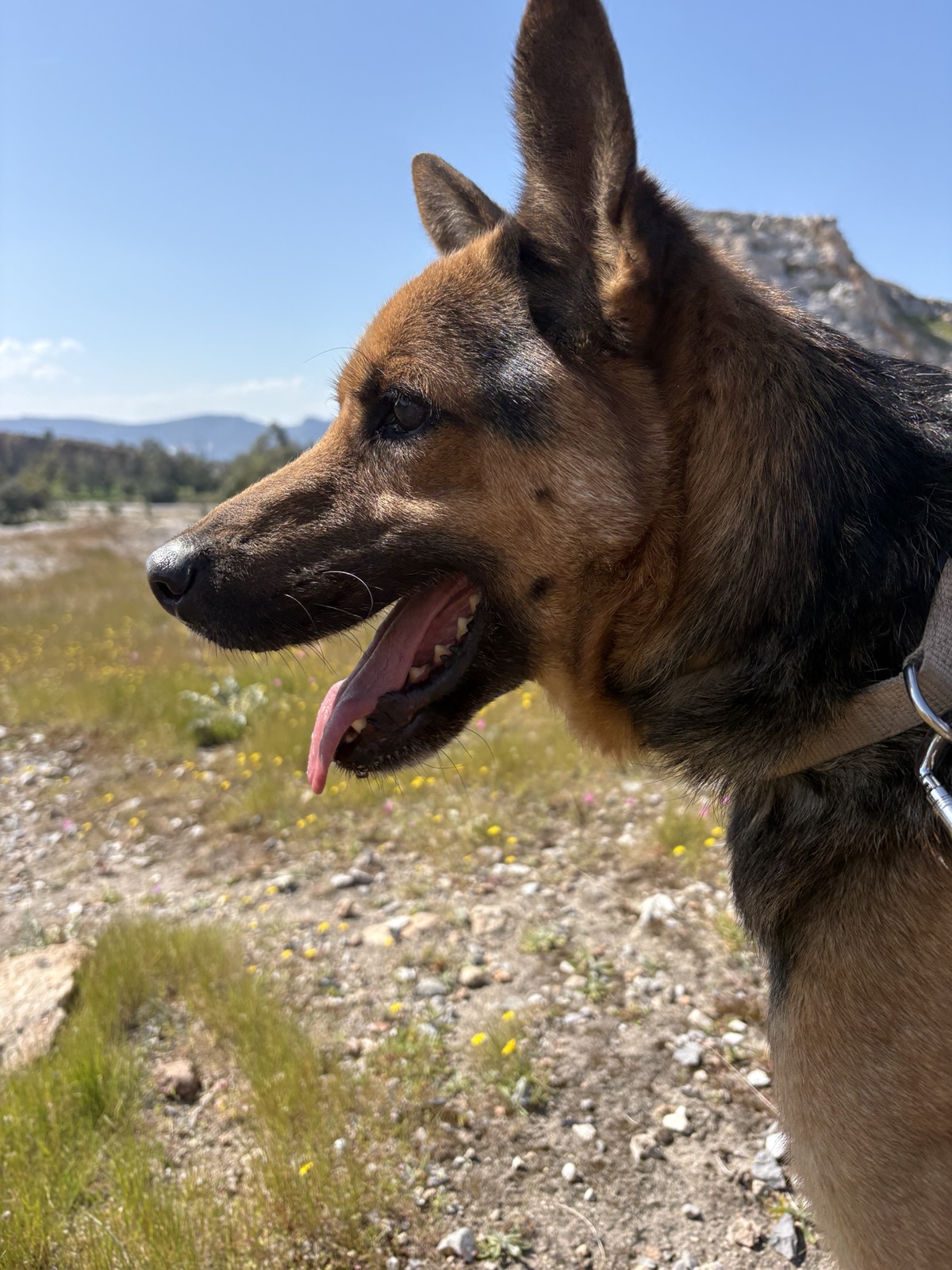 Manolo dog photo 10