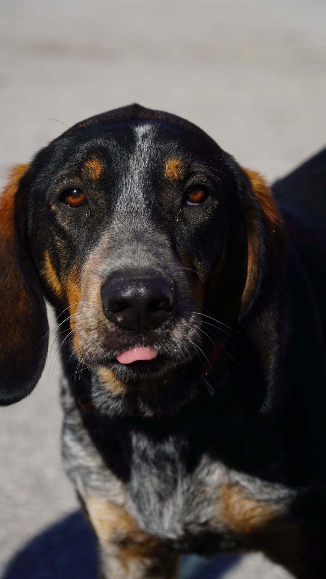 Oscar waiting for adoption