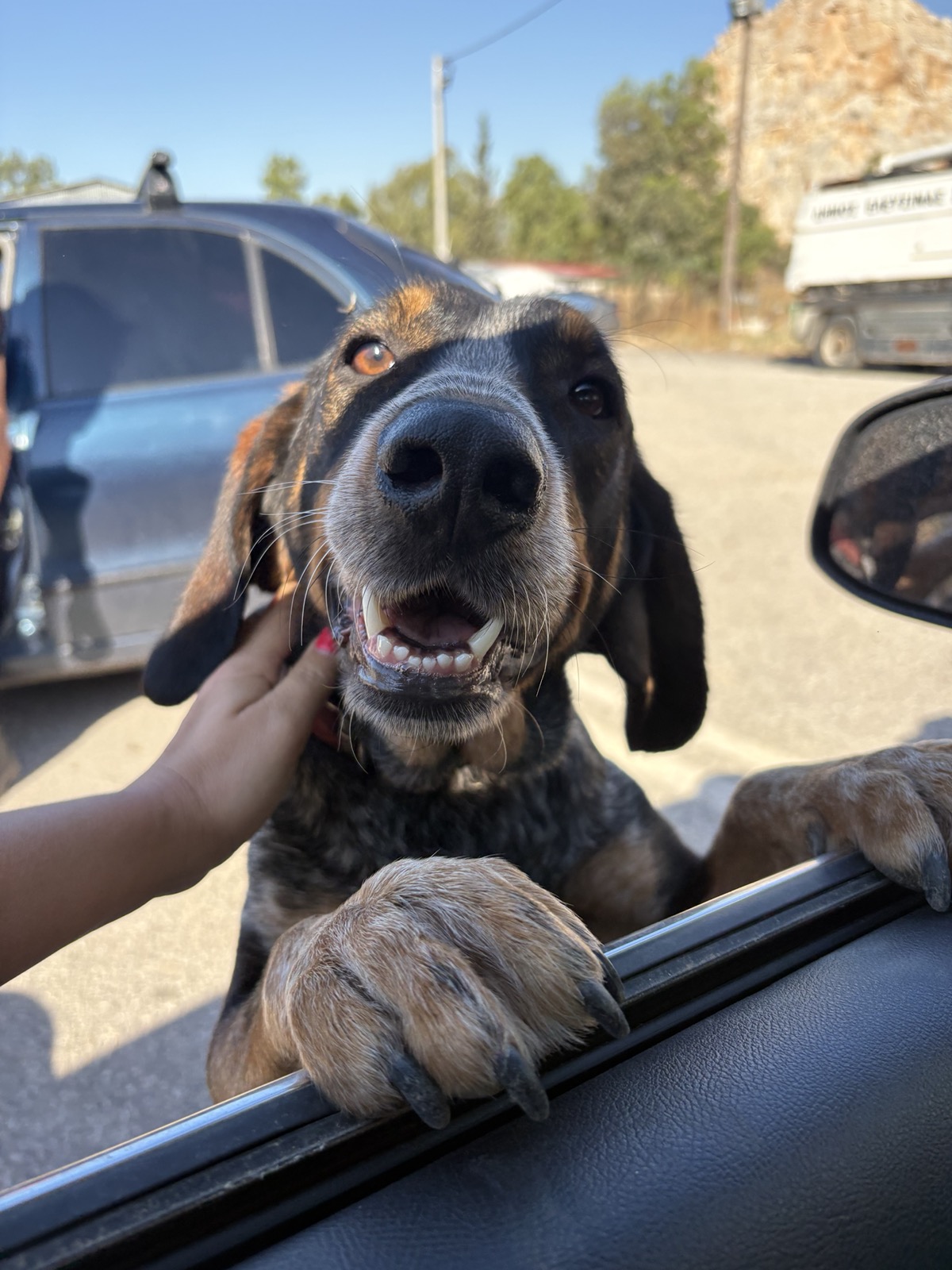 Oscar dog portrait