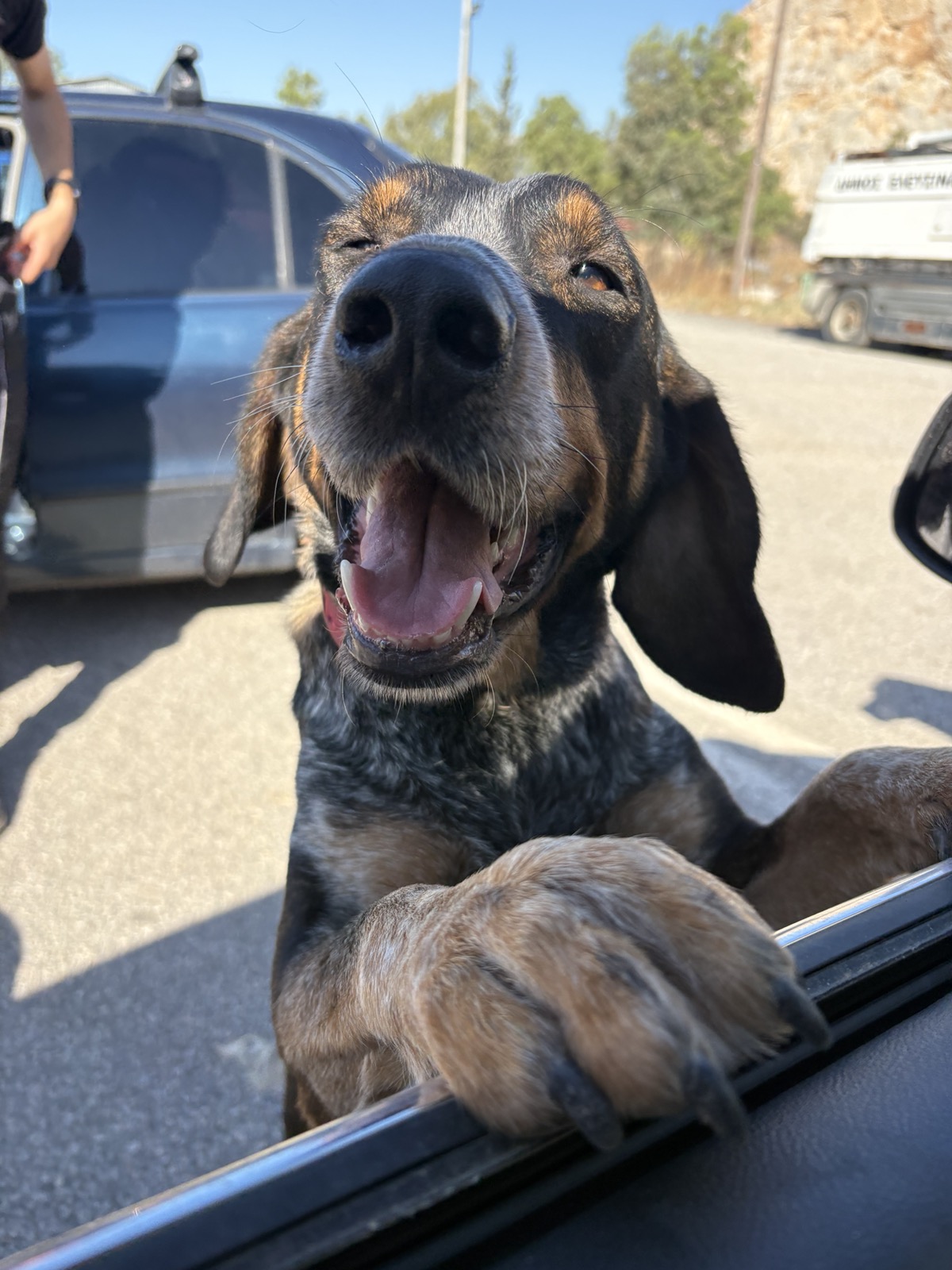 Oscar at the shelter