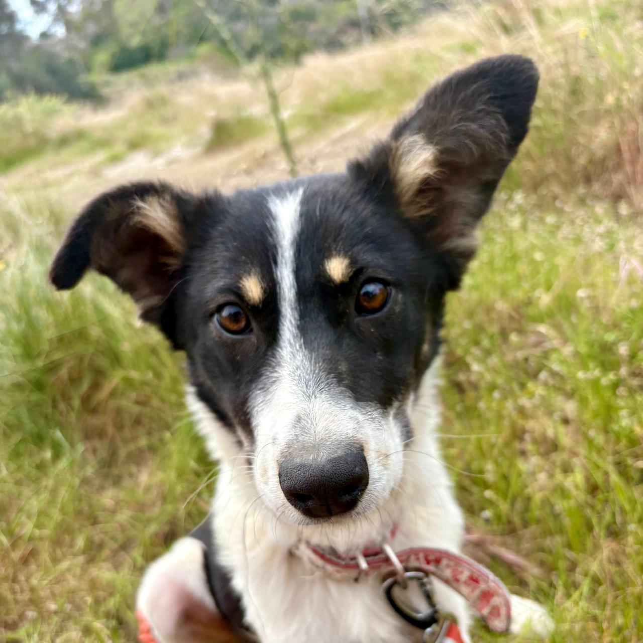 Valia dog photo 1