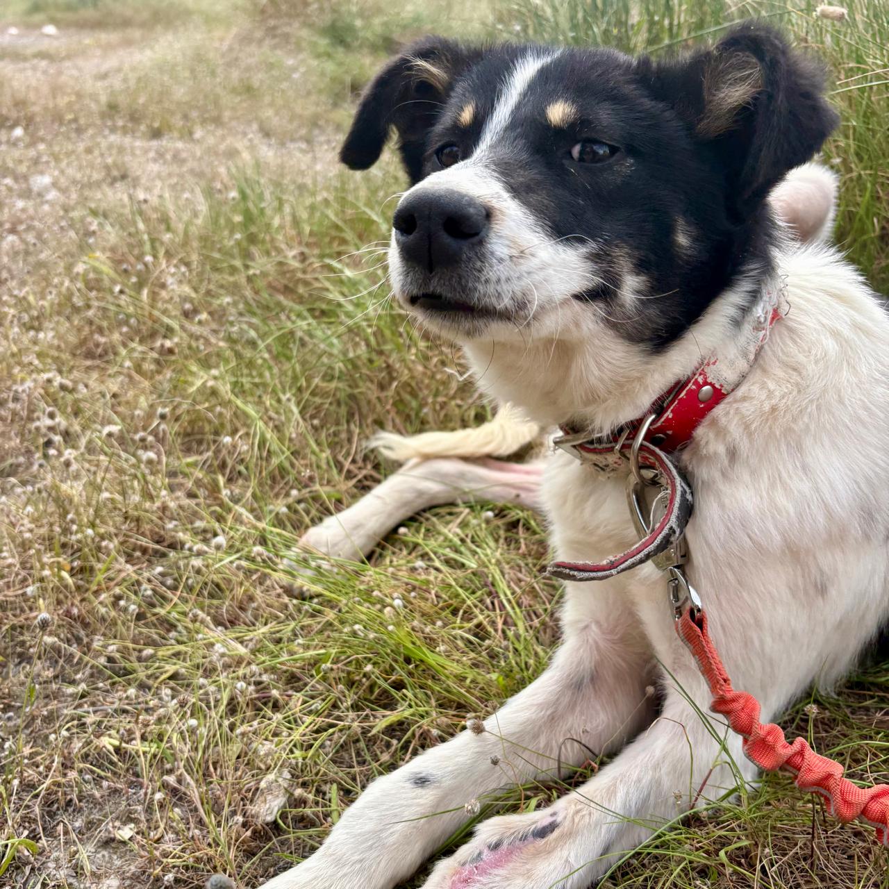 Valia dog photo 2