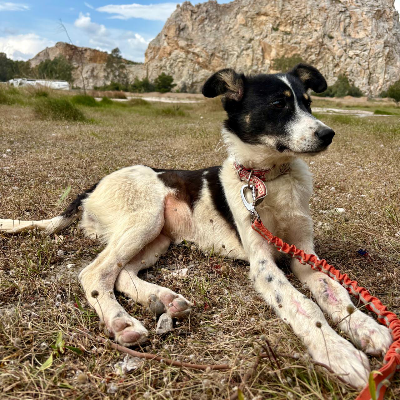 Valia dog photo 3