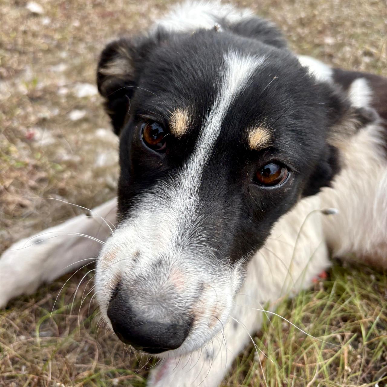 Valia dog photo 4