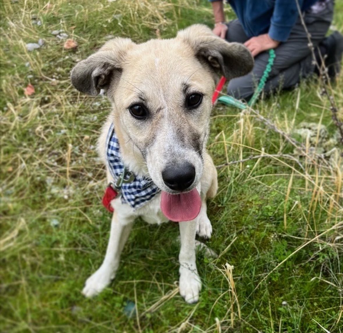 Aris waiting for adoption