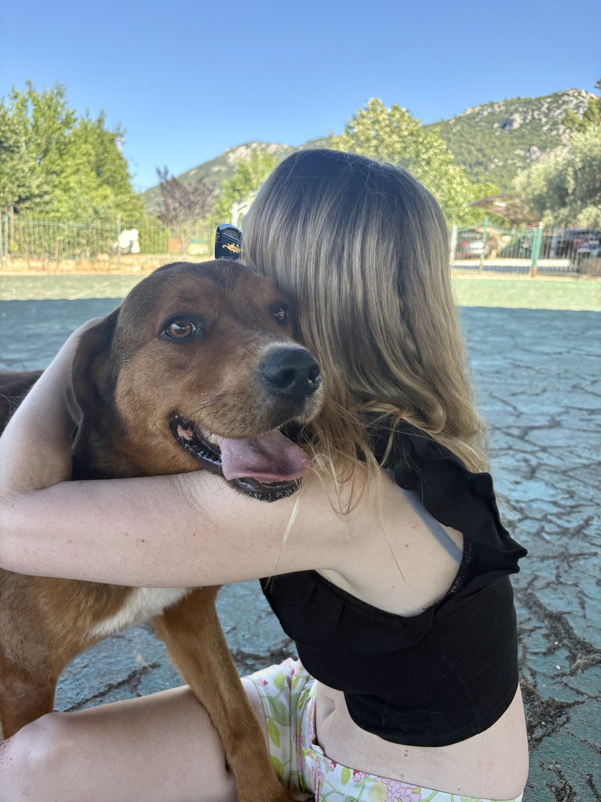 Leo waiting for adoption
