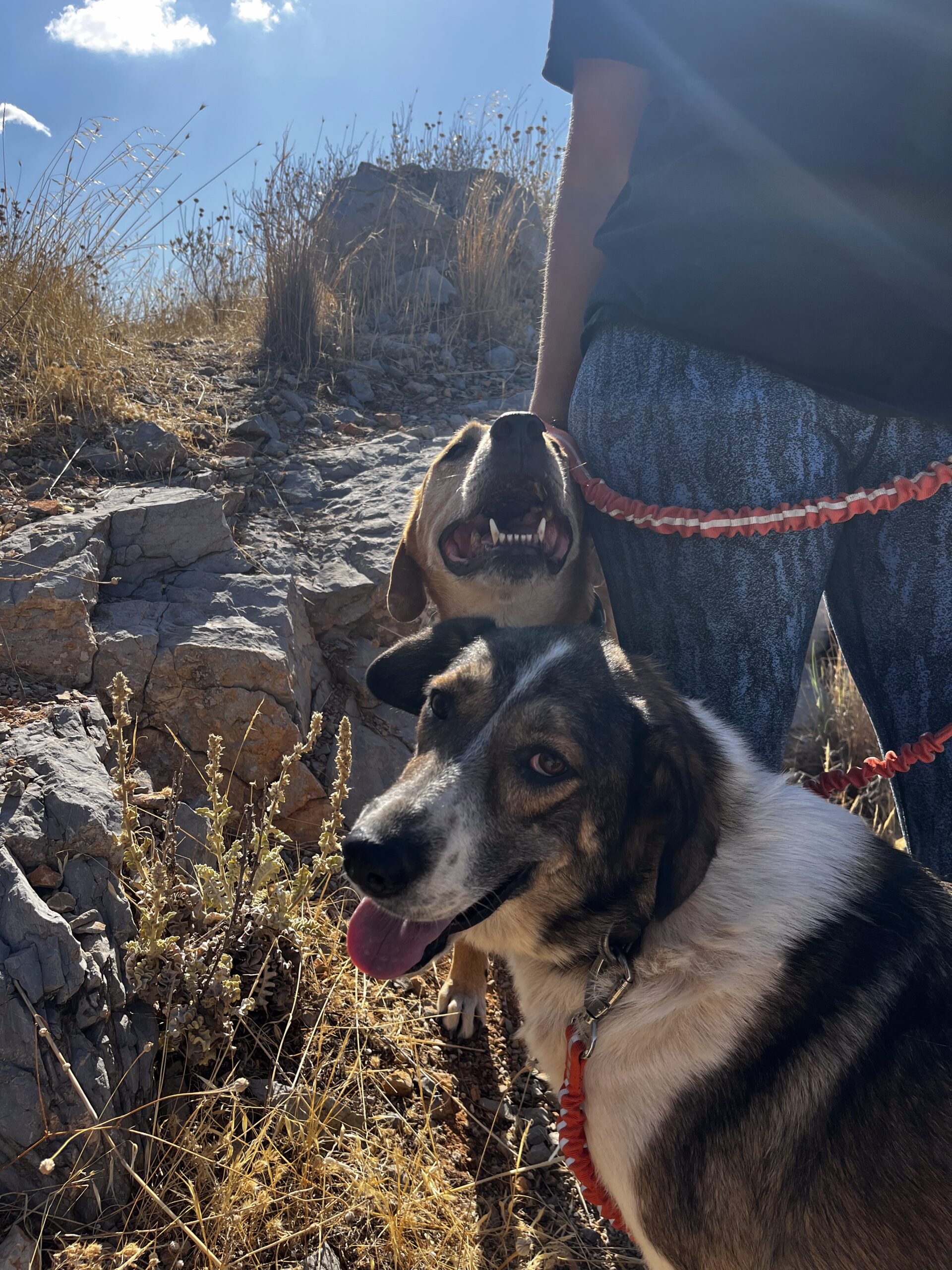 Joy on a walk with her friends