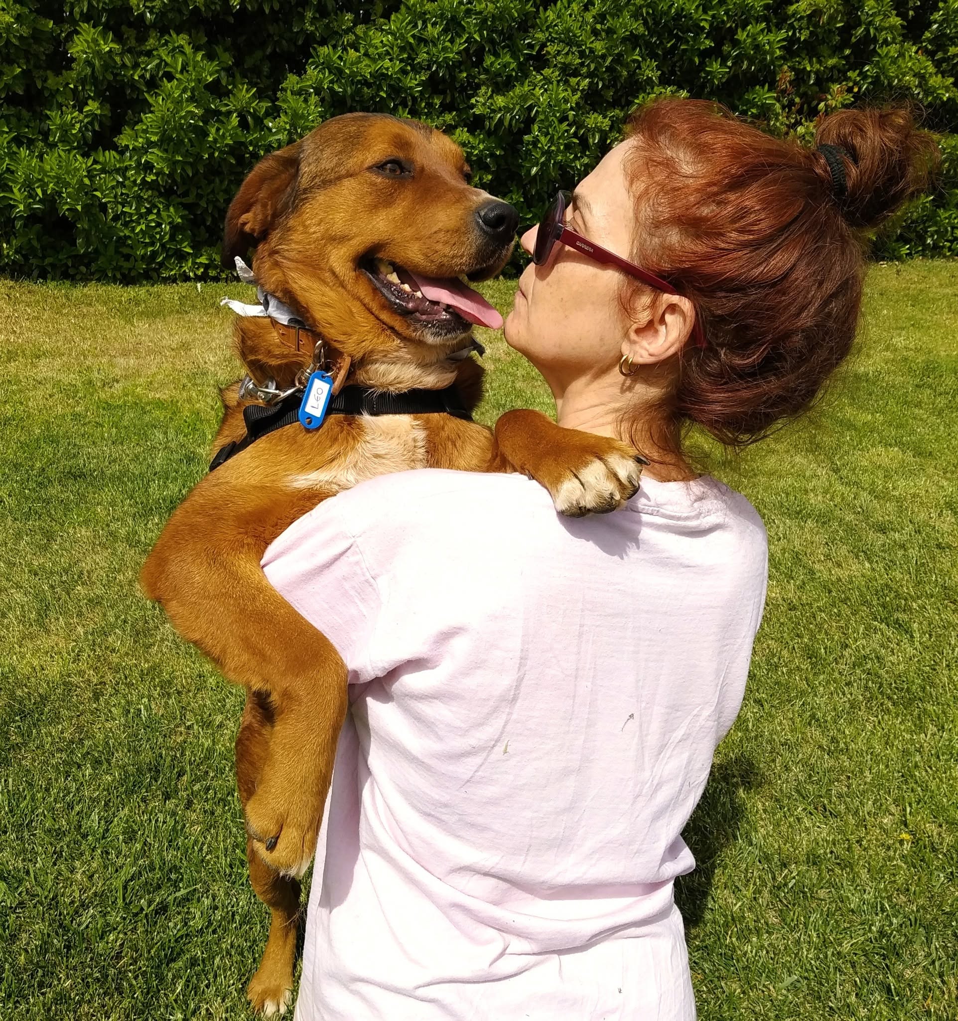 Leo dog portrait