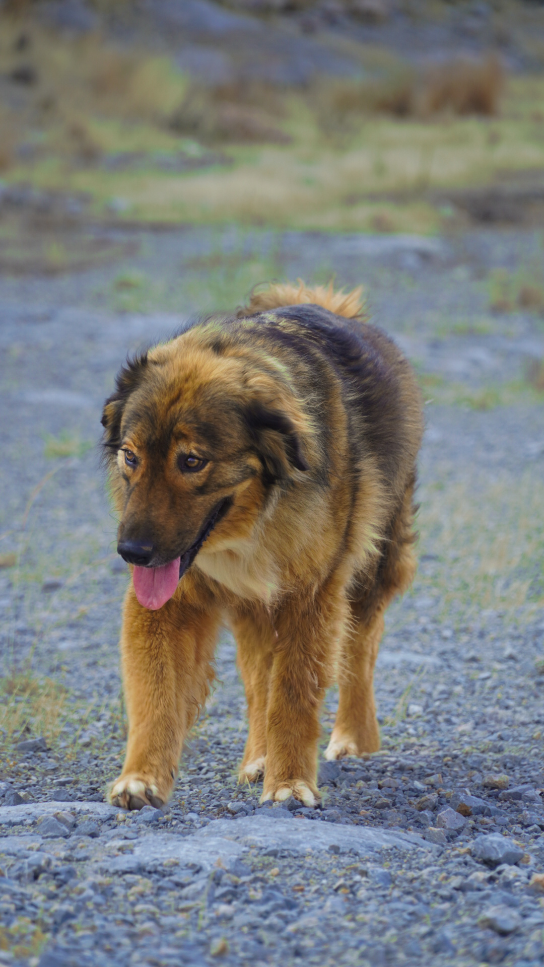 Mourgos waiting for adoption