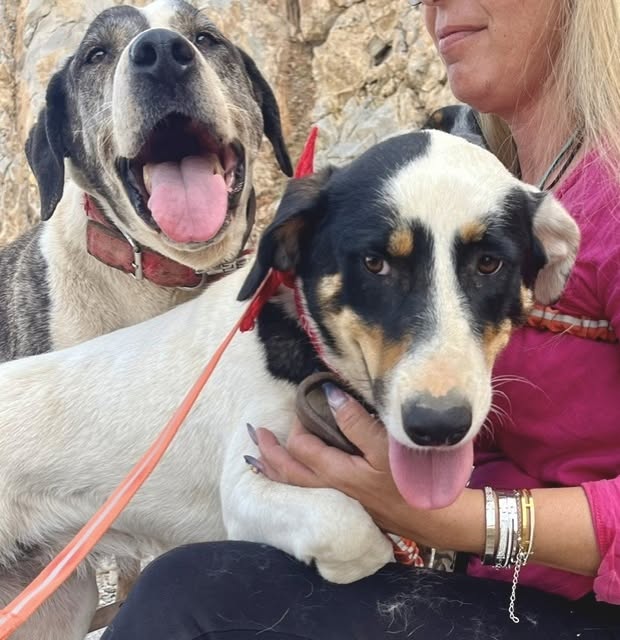 Sweetie waiting for adoption